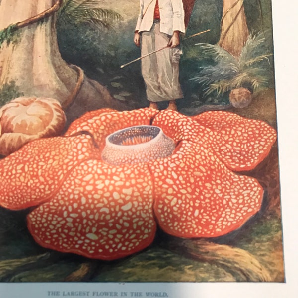 Vintage rafflesia print c.1930 //ORIGINAL rafflesia flower print// 11" x 8" //largest flower in the world print//vintage corpse flower print