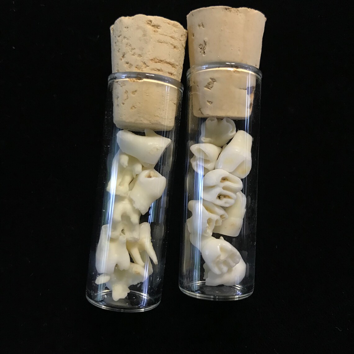 7 kleine Zähne in korktem Fläschchen/Curio Schrank/echte Zähne | Etsy