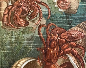 Antique print//c.1886 //ORIGINAL color lithograph print// 12.5" x  9.5" //hermit crabs print//hermit crab in shell print// chromolithograph