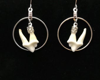 Small real raccoon tooth earring silver plated//real tooth earrings//raccoon teeth//diminutive,small earrings//bone earrings//tooth earrings