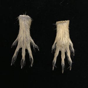 pair of ground squirrel feet//natural squirrel feet//taxidermy//claw//raw material//approx. 1.5&quot; //real feet//real claws//taxidermy feet