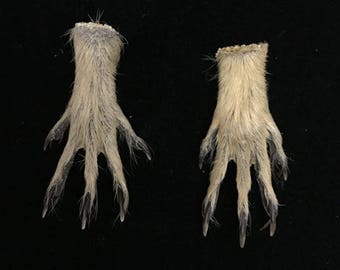 pair of ground squirrel feet//natural prairie dog feet//taxidermy//claw//raw material//approx. 1.5" //real feet//real claws//taxidermy feet
