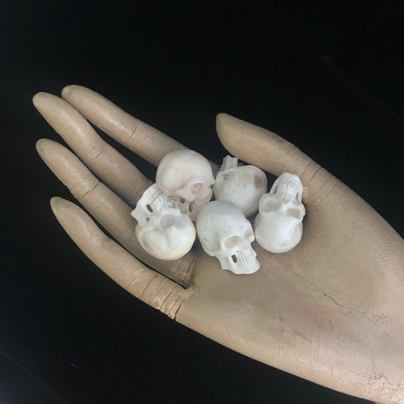 Animal Skulls — Claw, Antler & Hide Co.