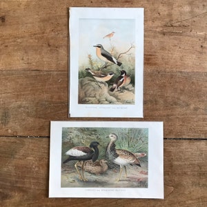 Pair antique bird prints // c.1880 // ORIGINAL lithograph prints // 10.25&quot; x  6.75&quot; //antique bird  prints// bustards,chats bird lithographs