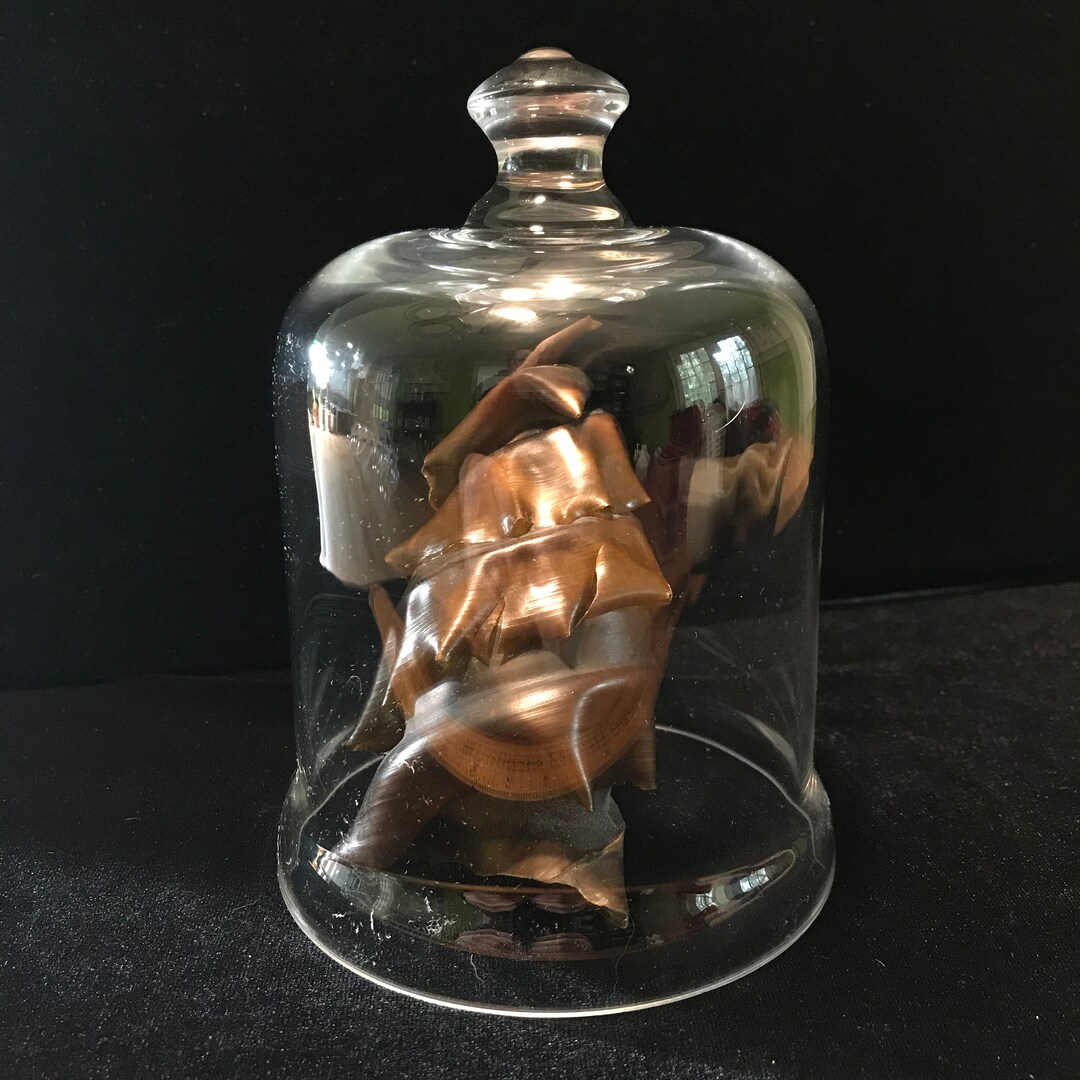 Real Shark Egg in Cloche//4.5x2.5 Real Horn Shark Egg Glass Dome