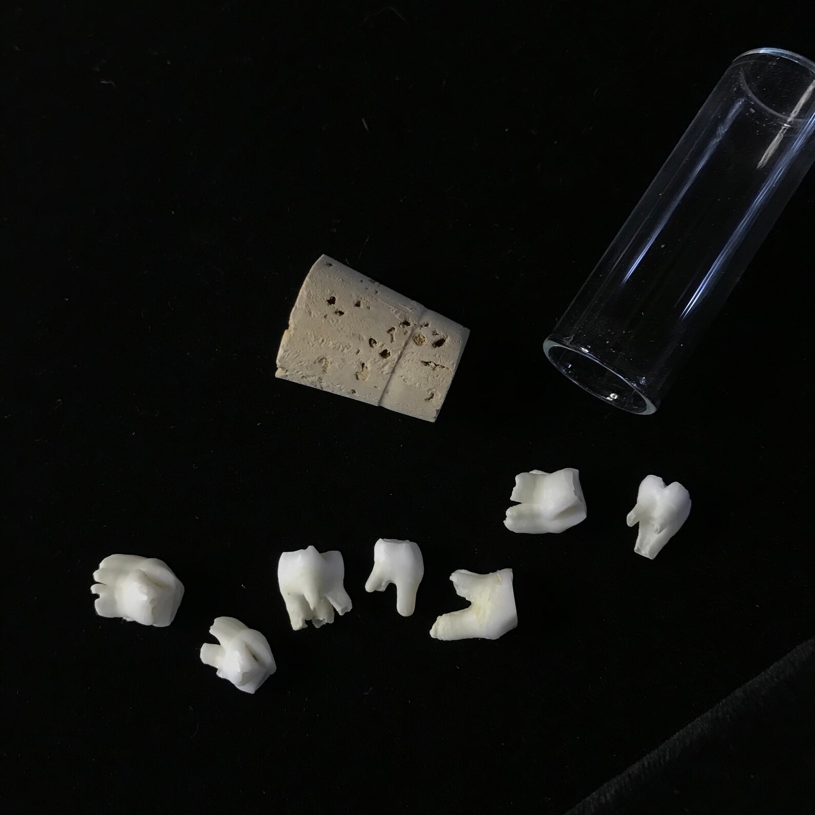 7 kleine Zähne in korktem Fläschchen/Curio Schrank/echte Zähne | Etsy