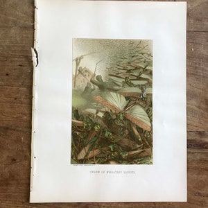 May include: A vintage illustration of a swarm of migratory locusts. The locusts are depicted in a dense mass, with their wings spread out. The illustration is in shades of green, brown, and white, and it is set against a background of a cloudy sky.