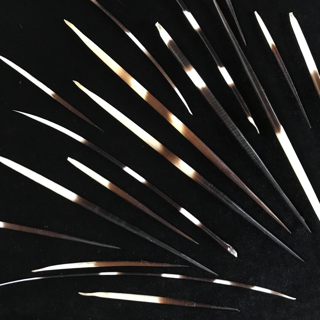 20 African Porcupine Quills//lot of 20 Real Porcupine Etsy