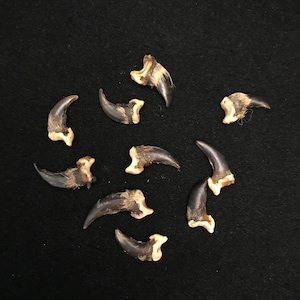 10 pieces coyote claws collection//nature oddities//real claw collection//real claws//claw collection//lot of coyote claws