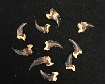 10 pieces coyote claws collection//nature oddities//real claw collection//real claws//claw collection//lot of coyote claws