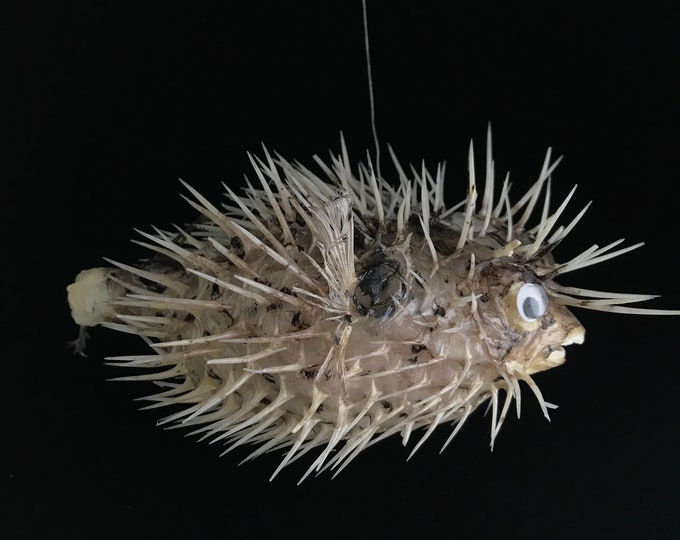 Taxidermy Puffer Fish//taxidermy Porcupine Fish//taxidermy Blow Fish