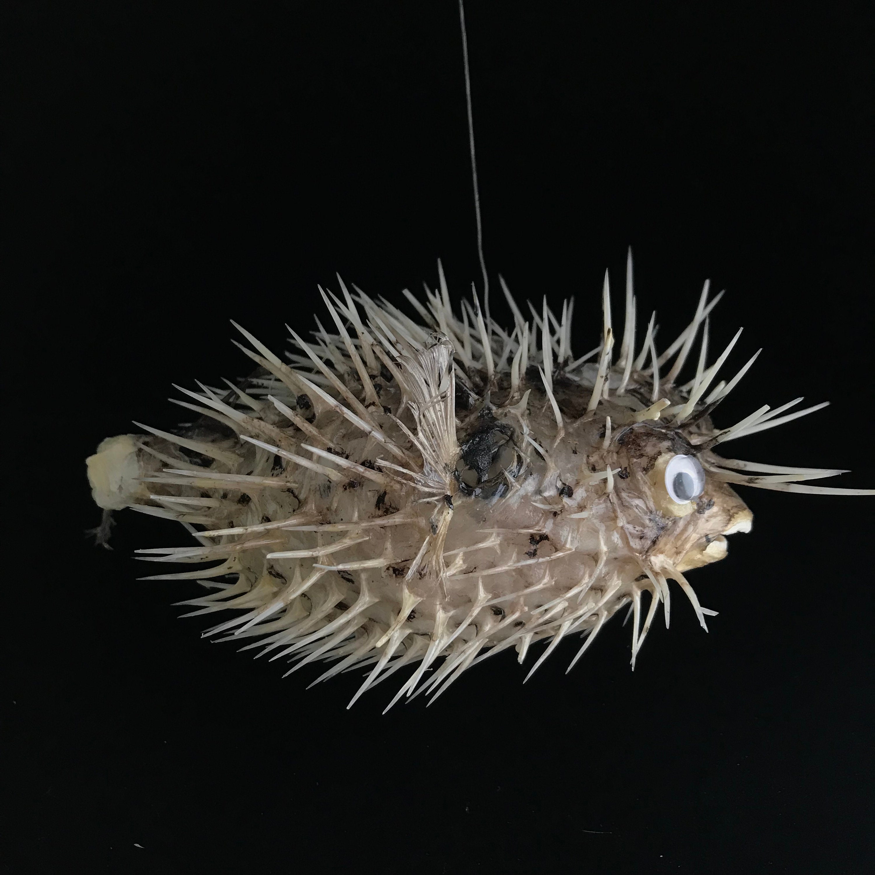 Puffer Fish Deflated