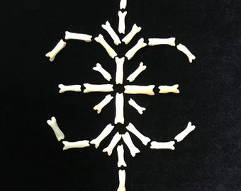 35 pc. small bone collection- bobcat toe bones//natural history collection//oddities//mystery box//real bone collection//real bone lot