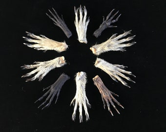 工芸品用のリスの足 4 個 - Etsy 日本