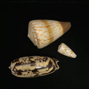 THREE sea shells- olive shell and cone shell with great patterns//THREE decorative sea shells- Oliva miniacea