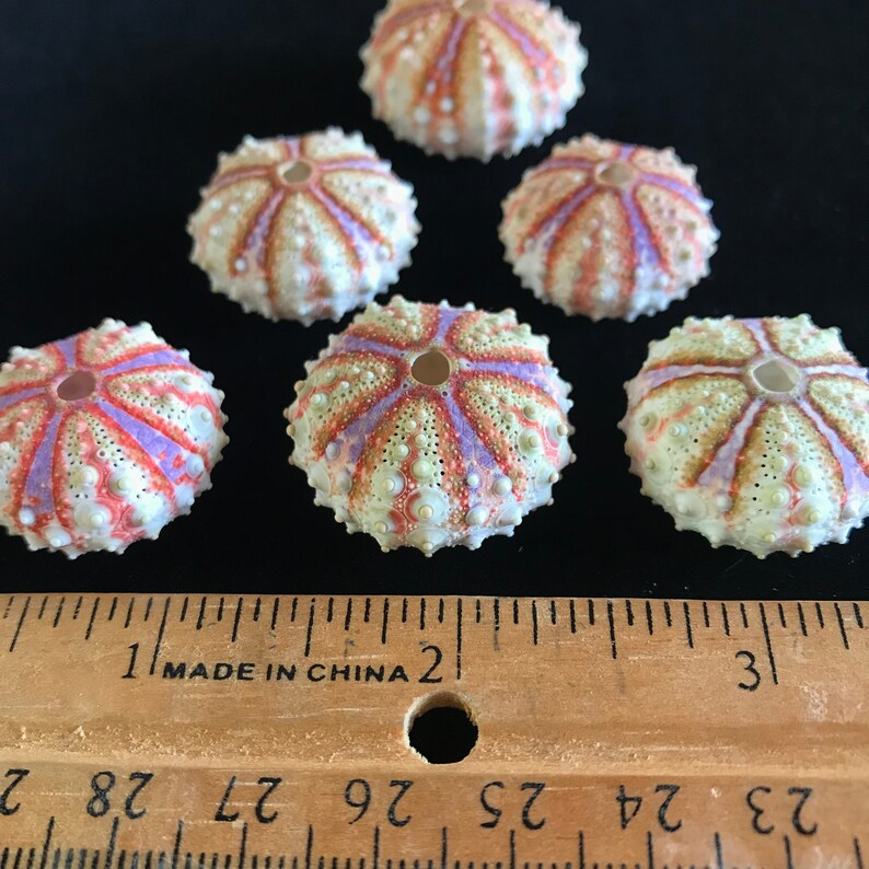 6 tiny sea urchin tests//colorful sea urchins//New Caledonia sea urchin tests//sea urchins//curio collection//nature curio box//sea life image 5