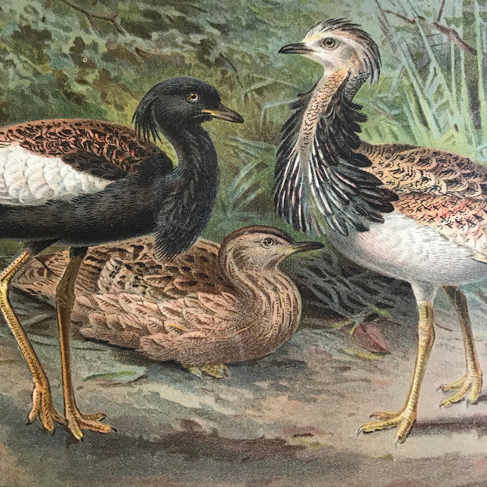 Pair Antique Bird Prints // C.1880 // ORIGINAL Lithograph - Etsy