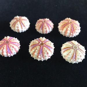 6 tiny sea urchin tests//colorful sea urchins//New Caledonia sea urchin tests//sea urchins//curio collection//nature curio box//sea life image 6