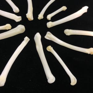 13 pc. long,small bone collection- bobcat foot bones//natural history collection//oddities//mystery box//real bone collection//real bone lot