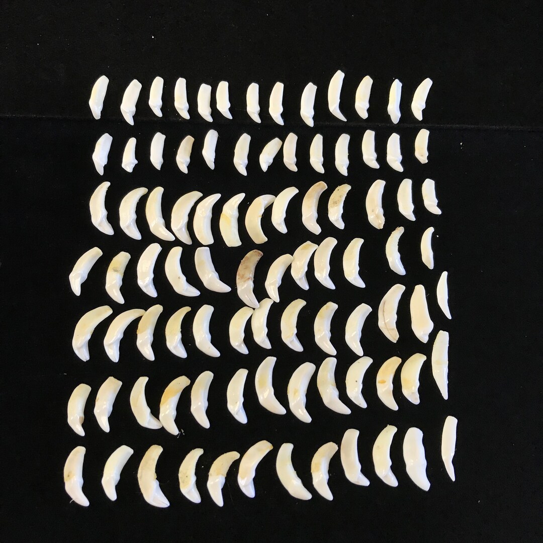 90 Small Wolverine Canine Teeth Collection//lot of 90 Real - Etsy