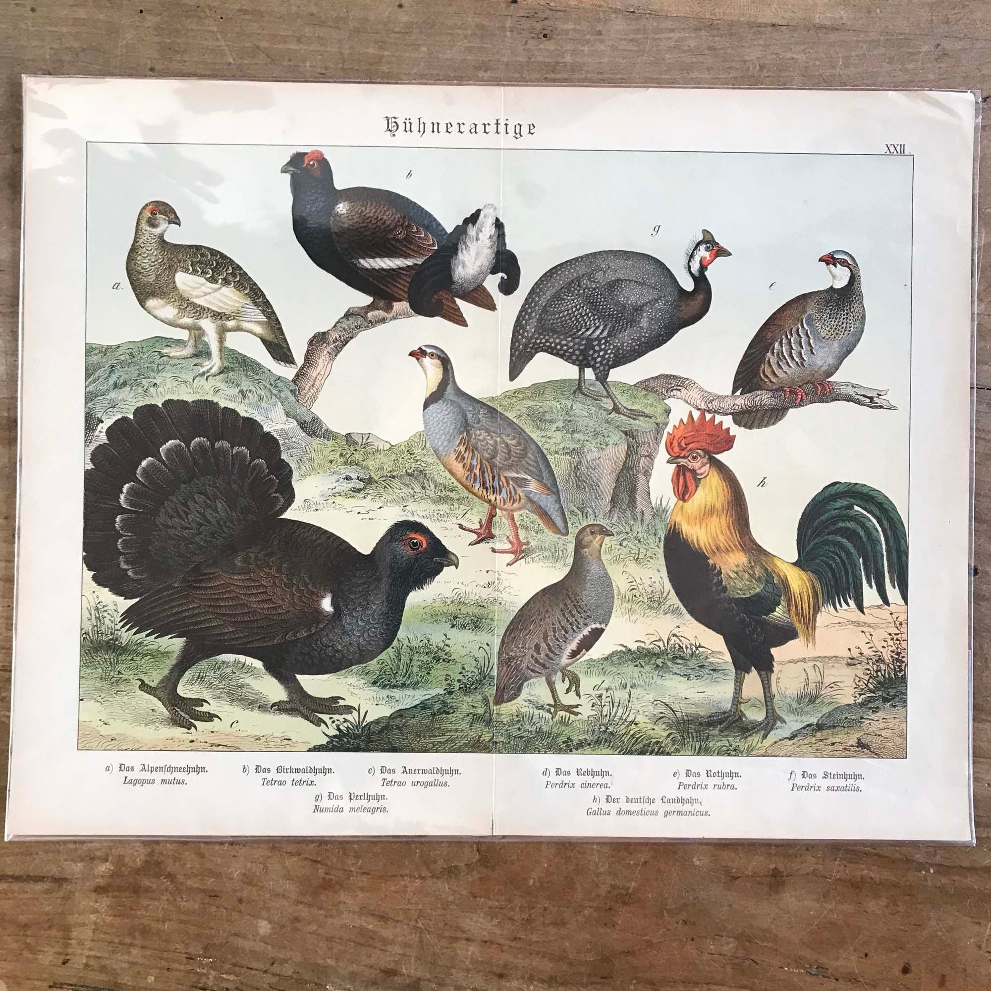 Antique Game Bird Print//c.1886 //ORIGINAL Color Lithograph - Etsy