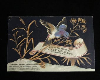 Taxidermist c.1880 vintage advertising card//antique taxidermy scrap//Victorian Taxidermist advertising //Victorian taxidermy card/taxidermy