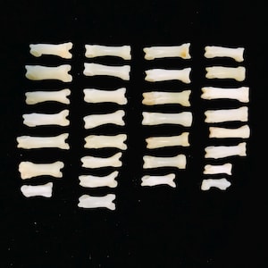 35 pc. small bone collection- bobcat toe bones//natural history collection//oddities//mystery box//real bone collection//real bone lot