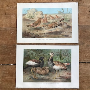 Pair antique bird prints // c.1880 // ORIGINAL lithograph prints // 10.25&quot; x  6.75&quot; //antique bird  prints// bustards,lark,finch lithographs