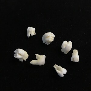 7 kleine Zähne in korktem Fläschchen/Curio Schrank/echte Zähne | Etsy