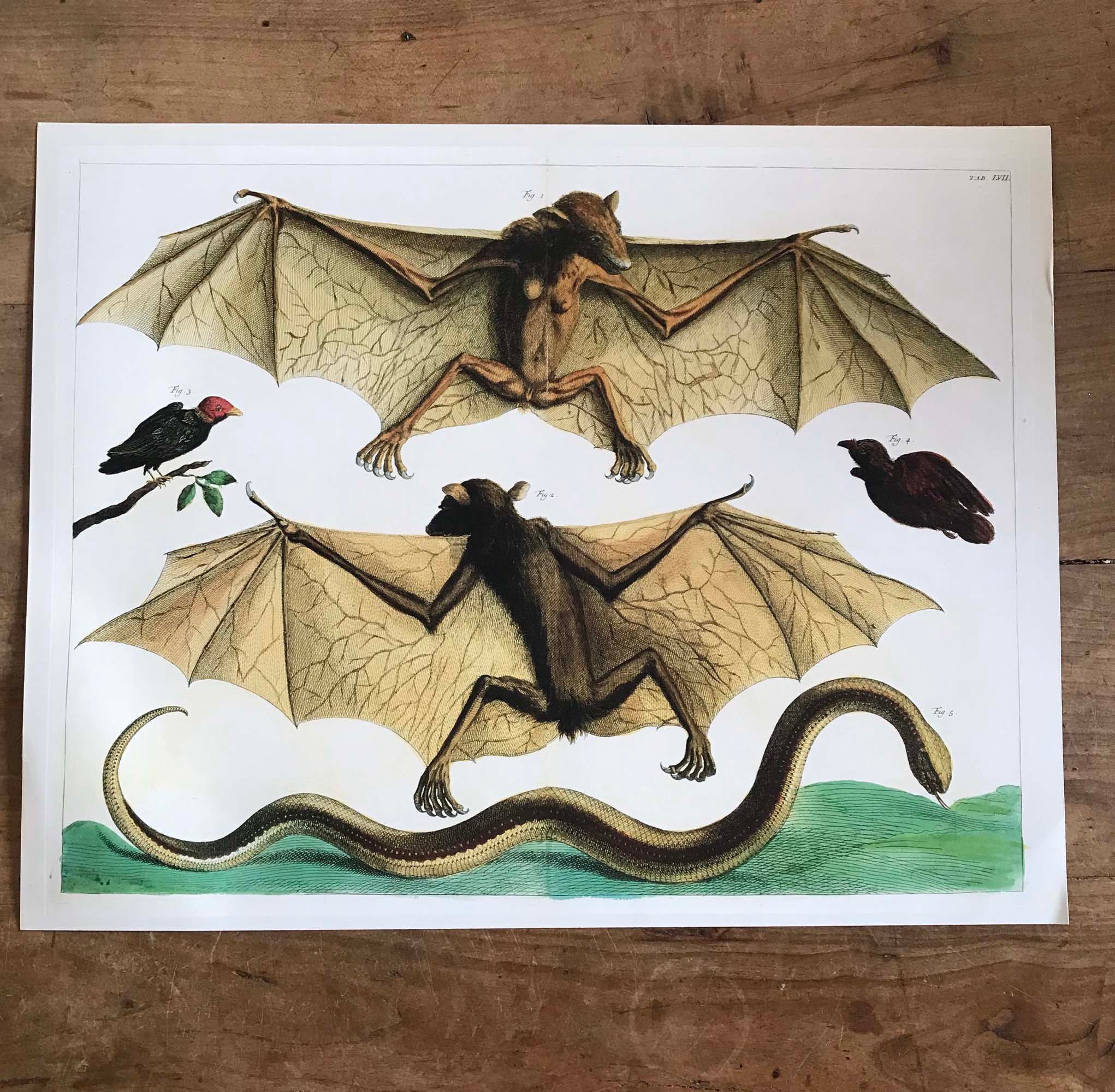 コウモリ 標本（タイ産）