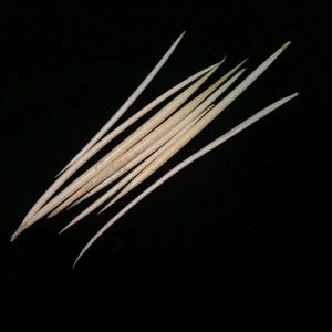EIGHT white African porcupine quills//lot of EIGHT real porcupine quills 4-6.5 inches//lot of white porcupine quills//craft porcupine quills