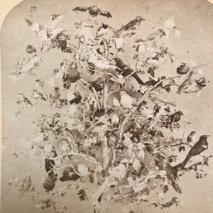 Vue stéréoscopique de taxidermie Oiseaux de la Nouvelle-Angleterre/vue stéréoscopique d'oiseaux de taxidermie/diorama d'oiseaux de taxidermie/stéréoscope de taxidermie 1877/stéréoscope de taxidermie