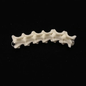 Snake vertebrae bone collection//3&quot; consecutive snake vertebrae bone collection//SIX each .75 inch real snake vertebrae//snake bone craft #2