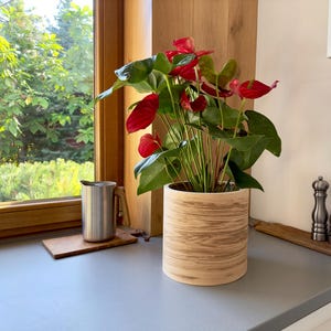 Può includere: Una pianta di anturio rossa in un vaso di legno con un motivo a venature di legno chiaro. La pianta è appoggiata su un piano di lavoro grigio accanto a una caraffa d'argento e due macinini di pepe d'argento.