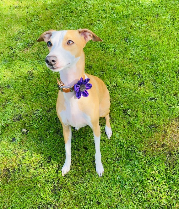 Purple poppy for dog collar deals