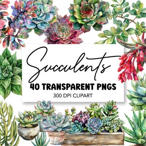 Paquete de imágenes prediseñadas digitales de plantas suculentas, uso comercial descarga digital lindas suculentas cactus cactus amante de la naturaleza PNG arte