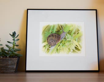 Snailed it! - Garden Snail Gouache Painting - Framed - Original