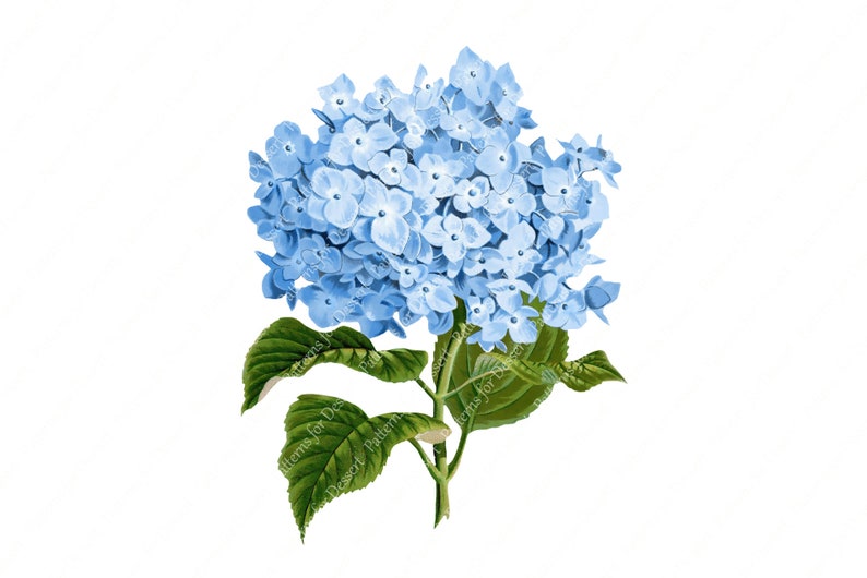 Blue Hydrangea Flower Clip Art Floral Clip Art Vintage Flowers Antique