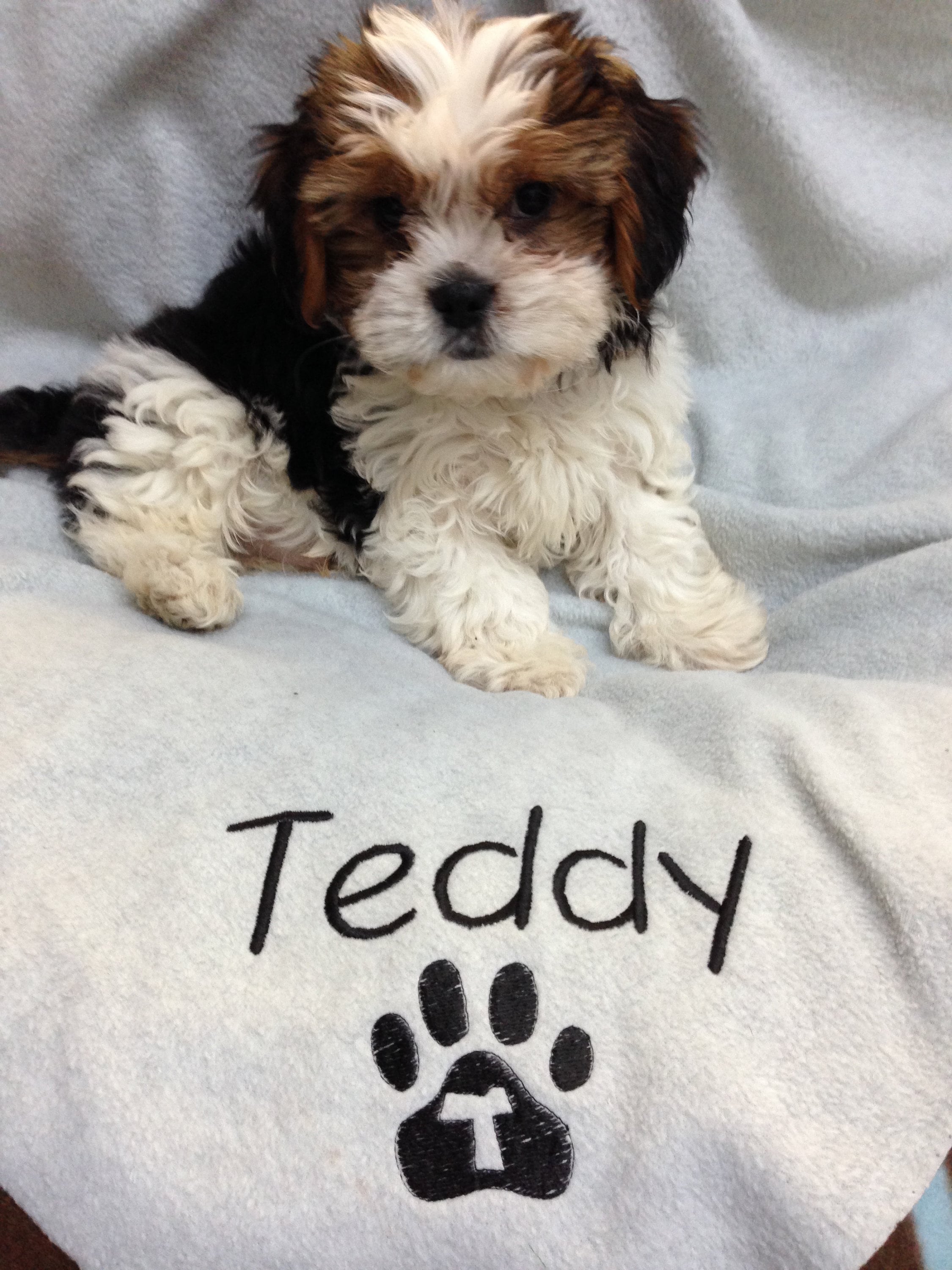 personalised dog blankets