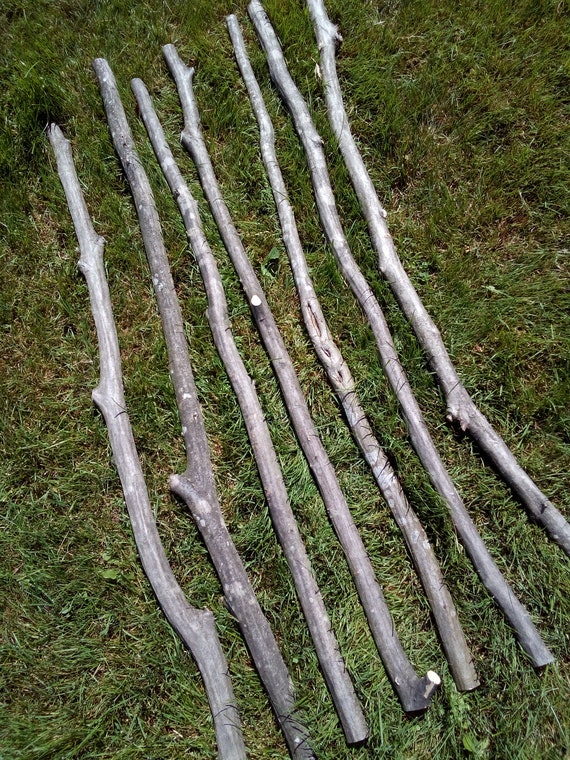8 Musclewood Walking Stick Carving Blanks Attached Bark Wood Home