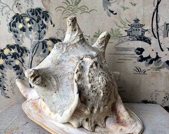 Gran carcasa de casco con cuernos