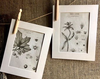 Dos láminas botánicas montadas en ex libris