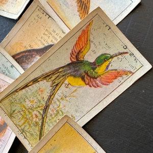 Part Set of 28/50 CWS Co-op Cigarette Cards - Birds