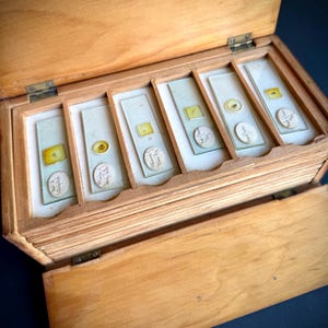 May include: An open wooden box with a hinged lid, containing several glass microscope slides. Each slide holds a small, yellow specimen and a circular label. The box is made of light-colored wood.