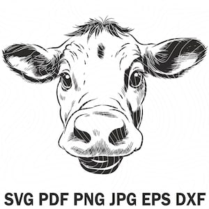 May include: Black and white line drawing of a cow's head. The cow is looking directly at the viewer with a friendly expression. The cow's nose and mouth are detailed, and the ears are large and floppy.
