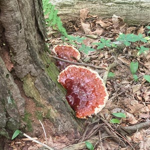 May include: Two shelf-like fungi growing from the base of a tree trunk. The fungi have a glossy, deep reddish-brown center that transitions to a lighter, textured, cream-colored outer edge. The surface of the fungi appears smooth and firm.