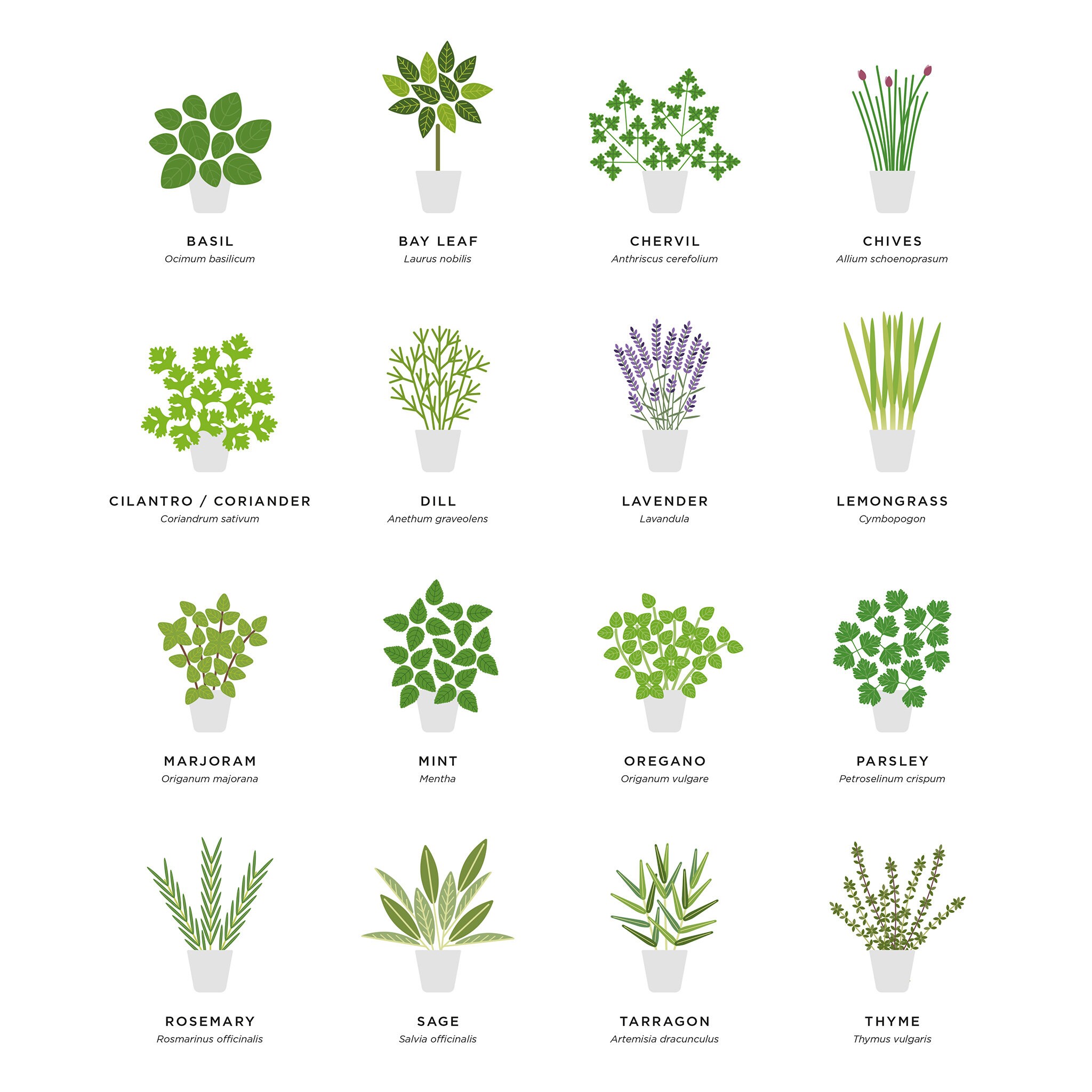 Herbs Guide Print Kitchen Herb Prints Herb Poster Botanical Etsy UK