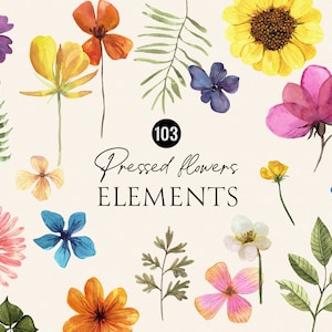 Aquarelle florale d'éléments de fleurs pressées - fleurs séchées, clipart d'herbes, éléments séparés floraux vintage botaniques colorés numériques PNG