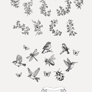 May include: A set of black and white illustrations featuring floral designs, birds, insects, and banners. The illustrations are drawn in a vintage style and would be perfect for adding a touch of elegance to any project.