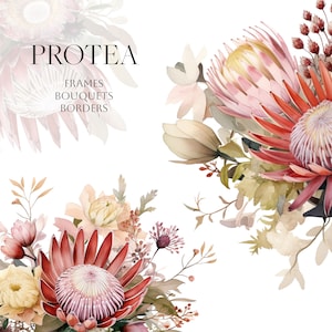 Aquarelle de fleurs Protea clipart - faire-part de mariage floral - clipart fleurs séchées automne - fleurs australiennes - fleur Protea PNG